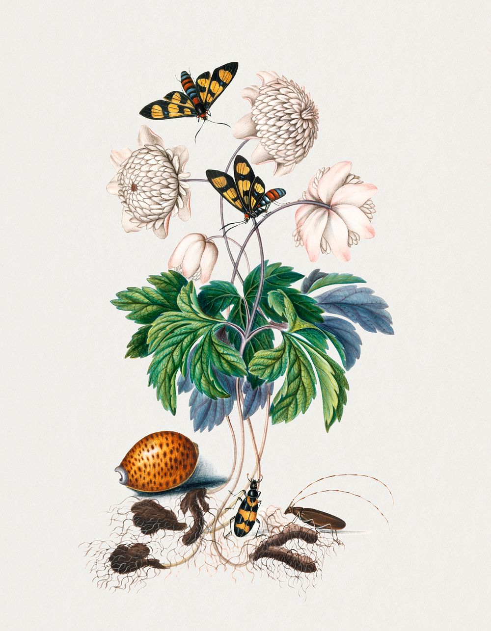 Double flower cultivar of Wood anemone, Painted handmaiden moth, Blister beetle, Spanish fly and Sawyer beetle from the…