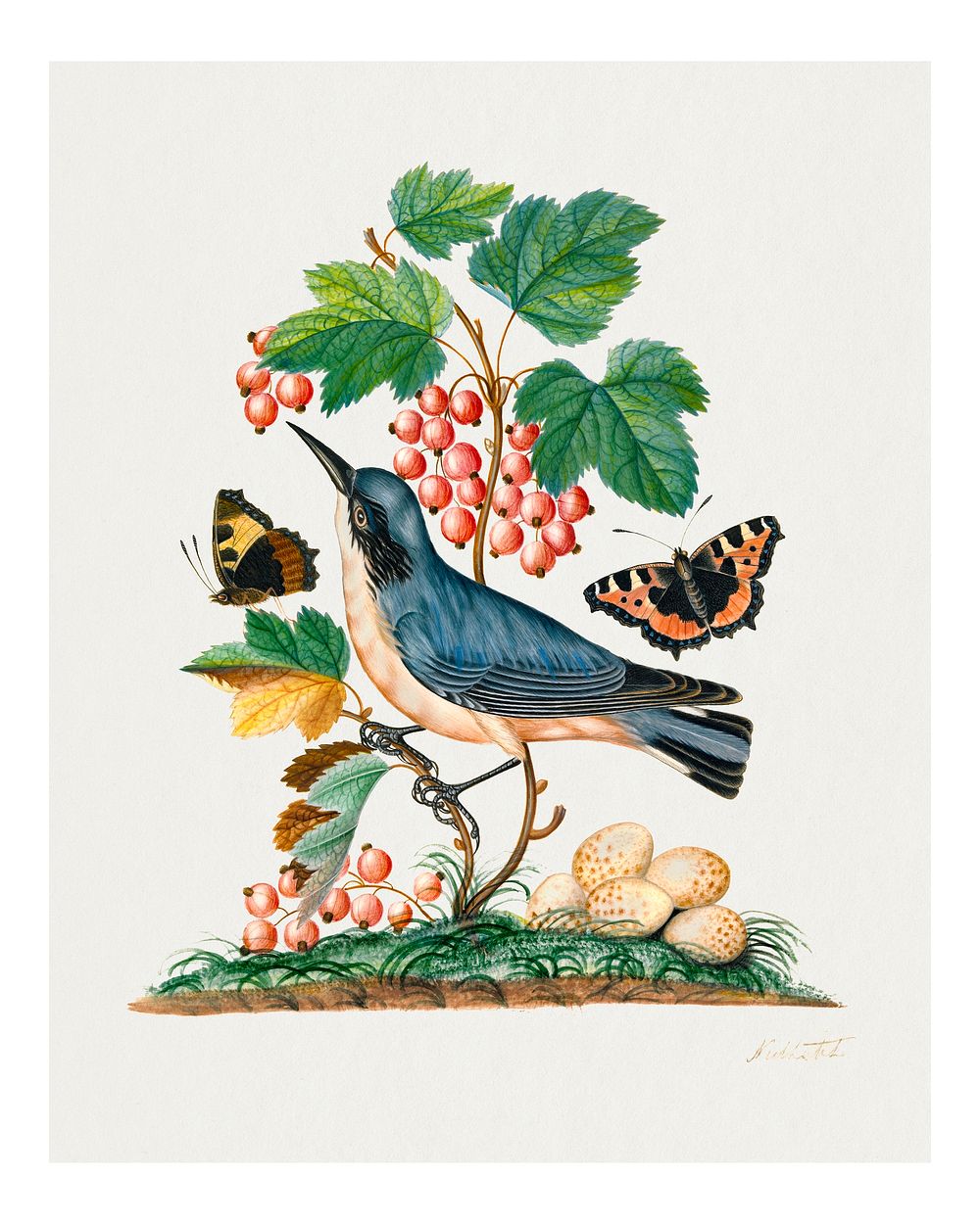 Vintage botanical art print, bird, butterflies, remixed from artworks by James Bolton