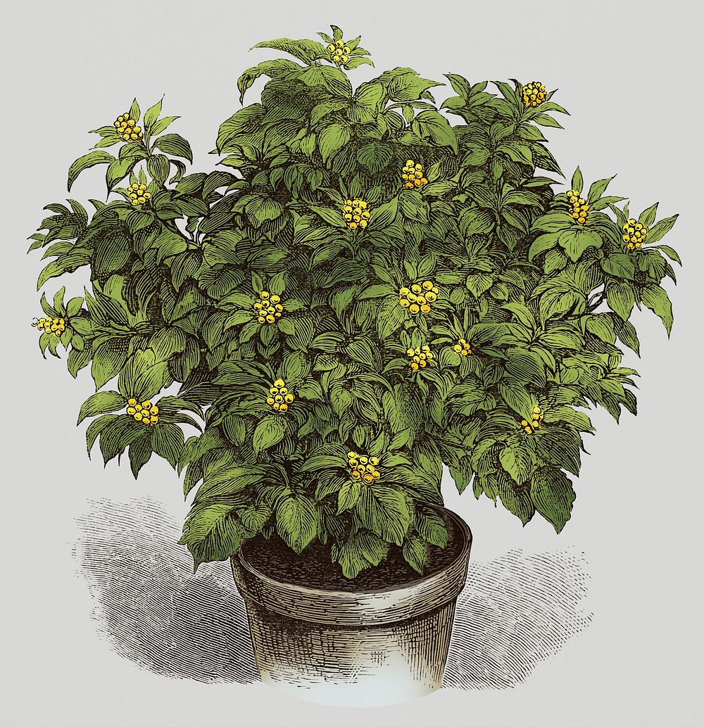Vintage illustration of Yellow-berried Ivy
