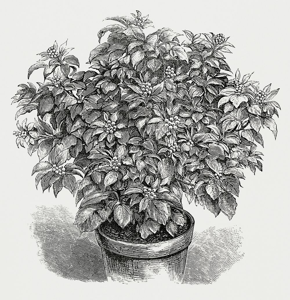 Vintage illustration of Yellow-berried Ivy