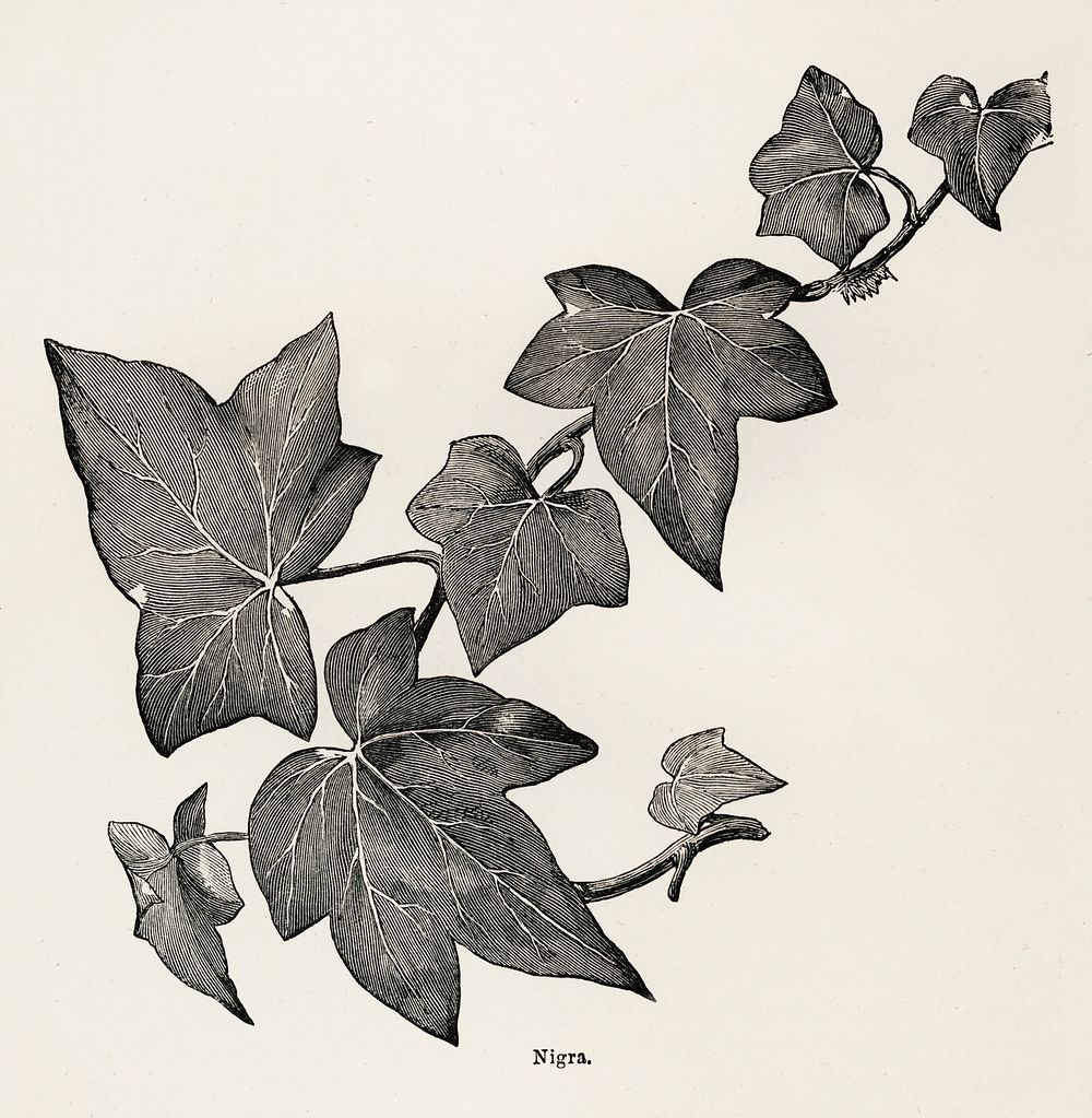 Nigra from The Ivy, a Monograph (1872).  Digitally enhanced from our own original edition of by Shirley Hibberd (1825–1890).