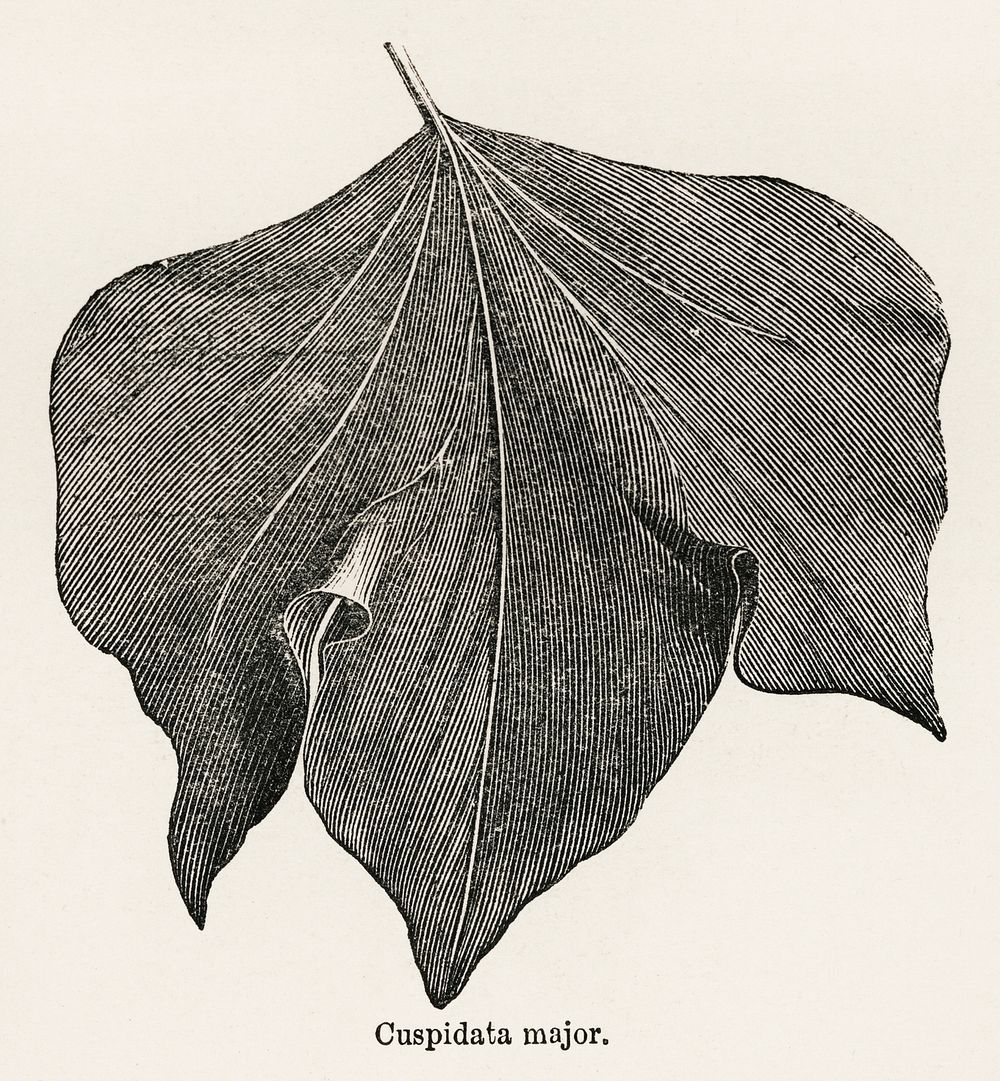 Cuspidata major from The Ivy, a Monograph (1872).  Digitally enhanced from our own original edition of by Shirley Hibberd…