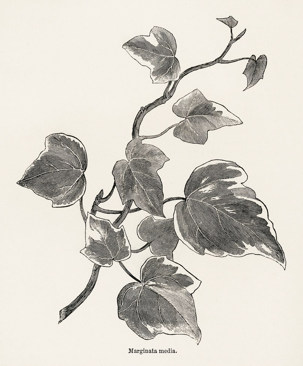 Marginata media from The Ivy, a Monograph (1872).  Digitally enhanced from our own original edition of by Shirley Hibberd…