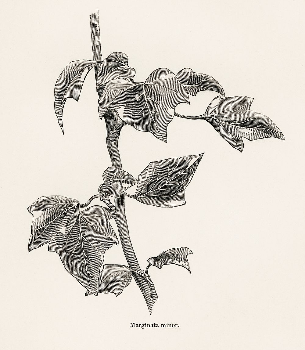 Marginata minor from The Ivy, a Monograph (1872).  Digitally enhanced from our own original edition of by Shirley Hibberd…