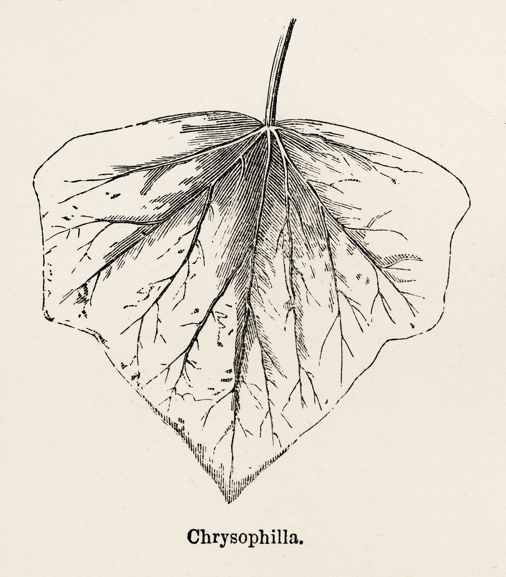 Chrysophila from The Ivy, a Monograph (1872).  Digitally enhanced from our own original edition of by Shirley Hibberd…