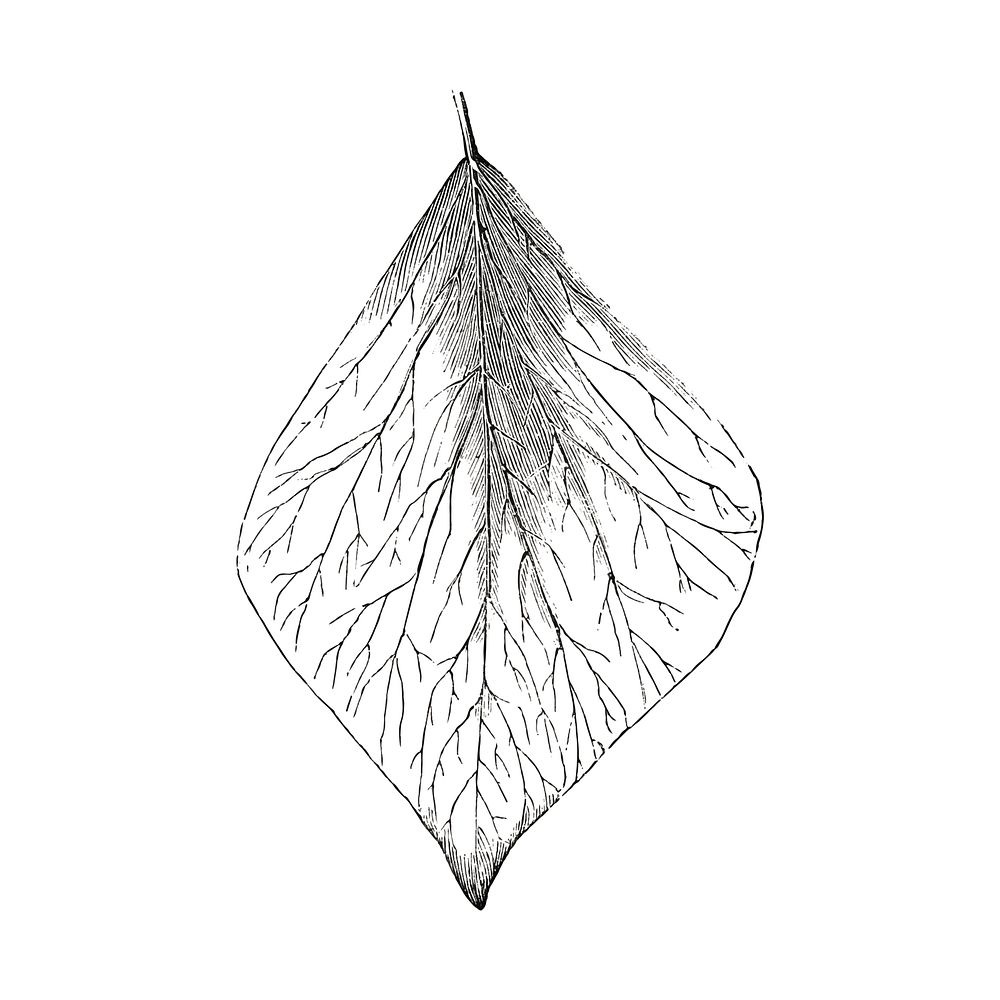 Vintage leaf illustration