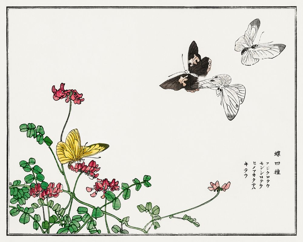Butterflies and flower illustration from Churui Gafu (1910) by Morimoto Toko. Digitally enhanced from our own original…