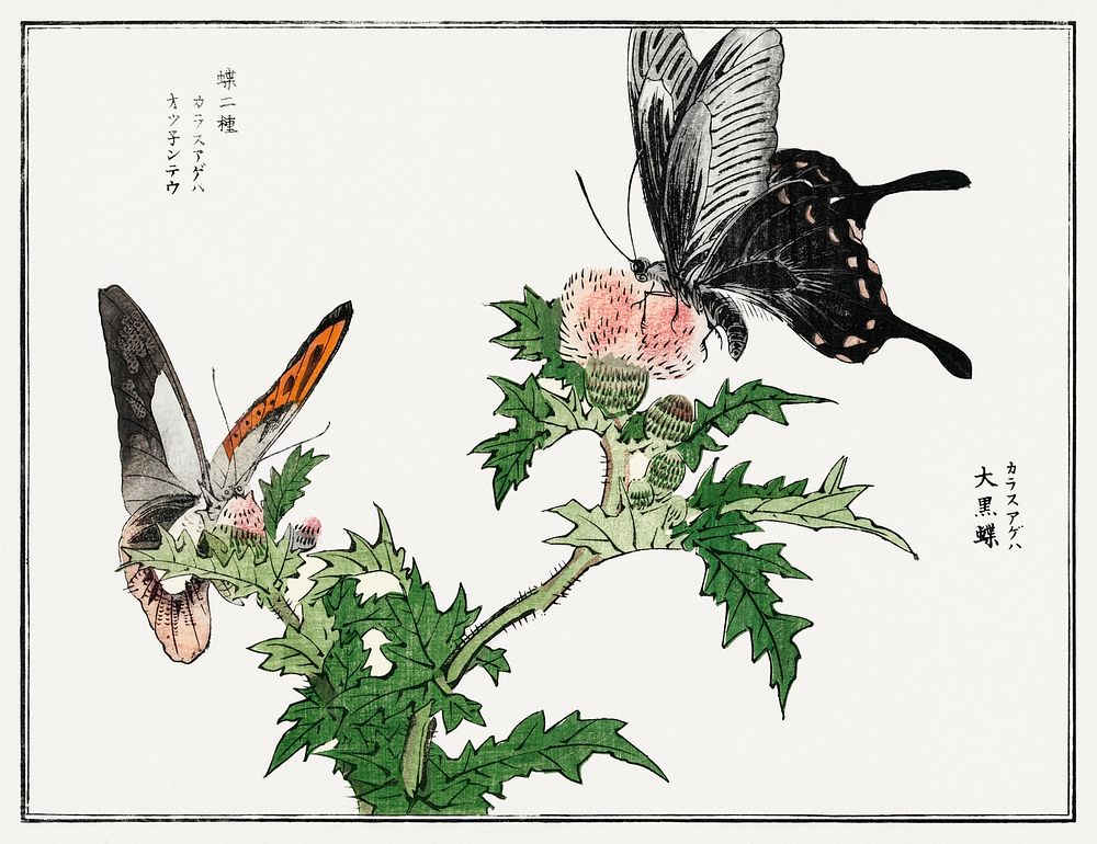 Butterfly and flower illustration from Churui Gafu (1910) by Morimoto Toko. Digitally enhanced from our own original…