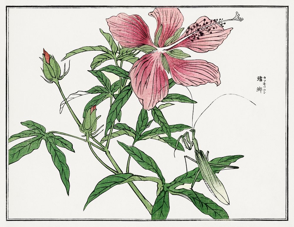 Flower illustration from Churui Gafu (1910) by Morimoto Toko. Digitally enhanced from our own original edition. 