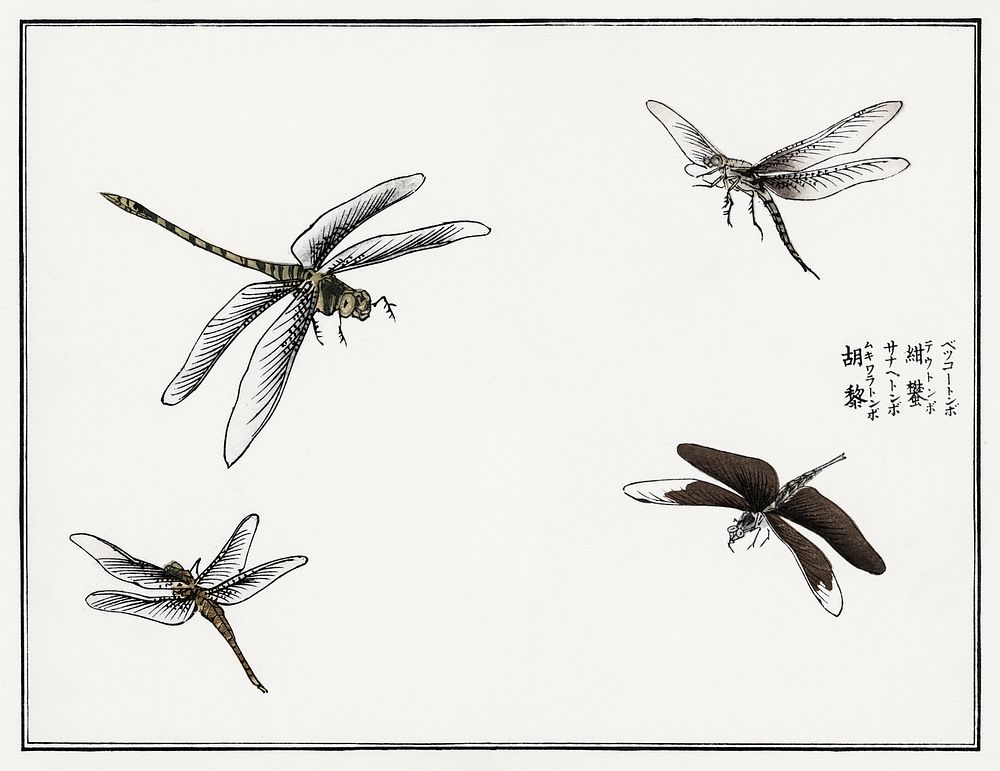 Dragonflies illustration from Churui Gafu (1910) by Morimoto Toko. Digitally enhanced from our own original edition. 