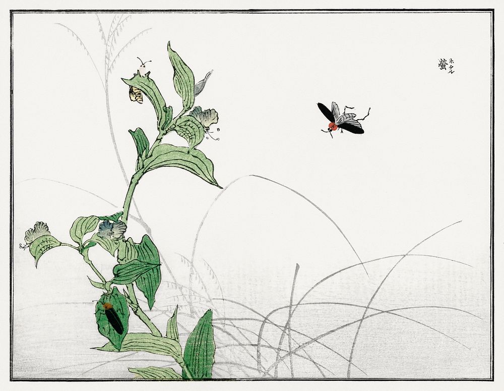 Fireflies illustration from Churui Gafu (1910) by Morimoto Toko. Digitally enhanced from our own original edition. 