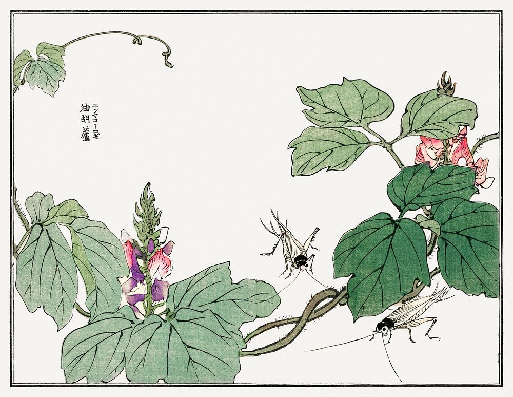 Leaf and flower illustration from Churui Gafu (1910) by Morimoto Toko. Digitally enhanced from our own original edition. 