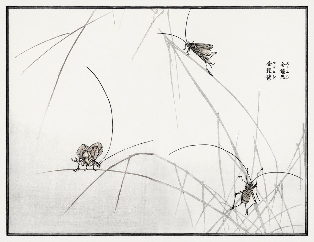 Suzumushi bell cricket illustration from Churui Gafu (1910) by Morimoto Toko. Digitally enhanced from our own original…
