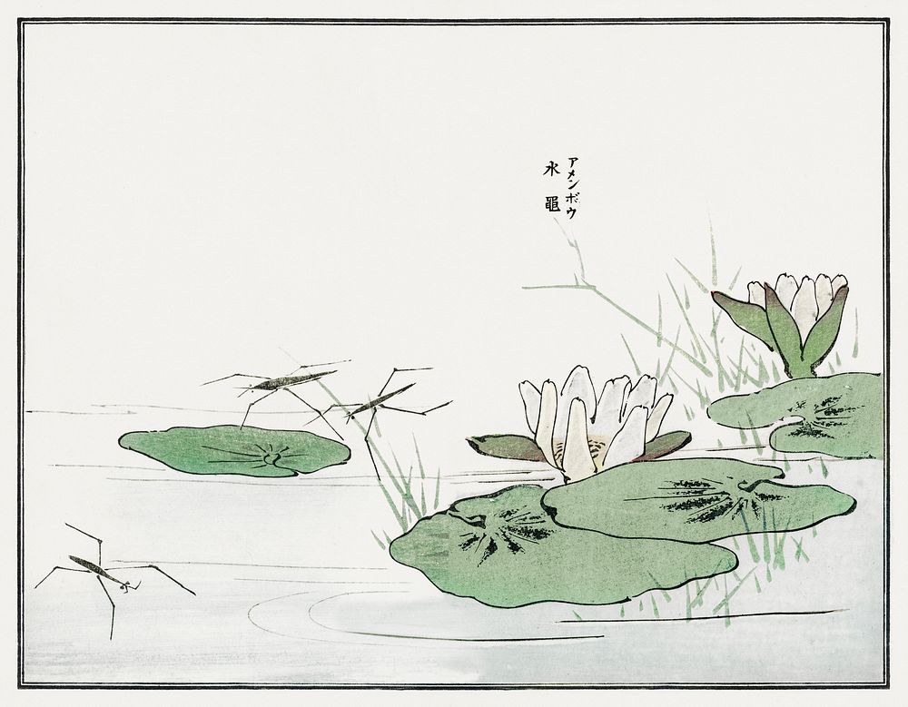 Water striders on a pond illustration from Churui Gafu (1910) by Morimoto Toko. Digitally enhanced from our own original…