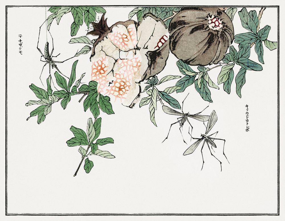 Pomegranate illustration from Churui Gafu (1910) by Morimoto Toko. Digitally enhanced from our own original edition. 