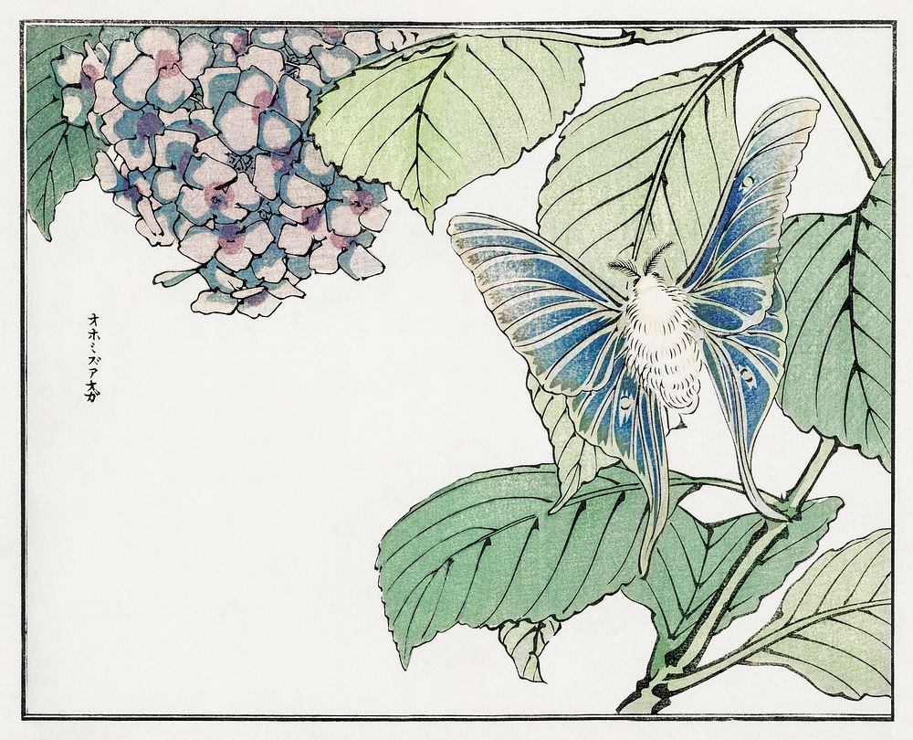 Moth and plant illustration from Churui Gafu (1910) by Morimoto Toko. Digitally enhanced from our own original edition. 