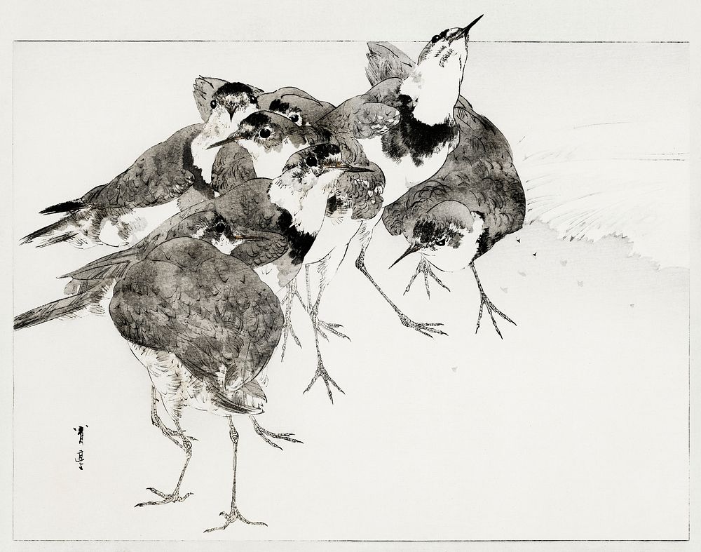 Little ringed plover, illustration from Bijutsu Sekai (1893-1896) by Watanabe Seitei, a prominent Kacho-ga artist. Digitally…