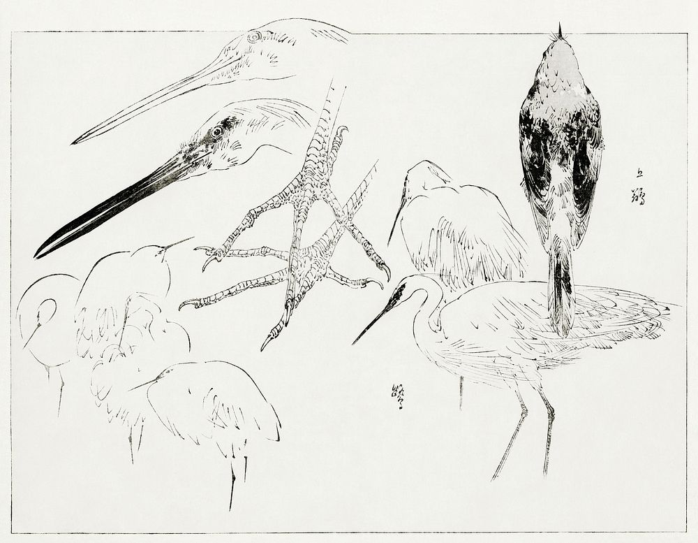 Little egret and Daurian redstart. Illustration from Bijutsu Sekai (1893-1896) by Watanabe Seitei, a prominent Kacho-ga…
