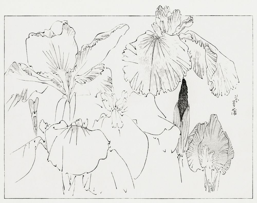 Japanese iris illustration from Bijutsu Sekai (1893-1896) by Watanabe Seitei, a prominent Kacho-ga artist. Digitally…