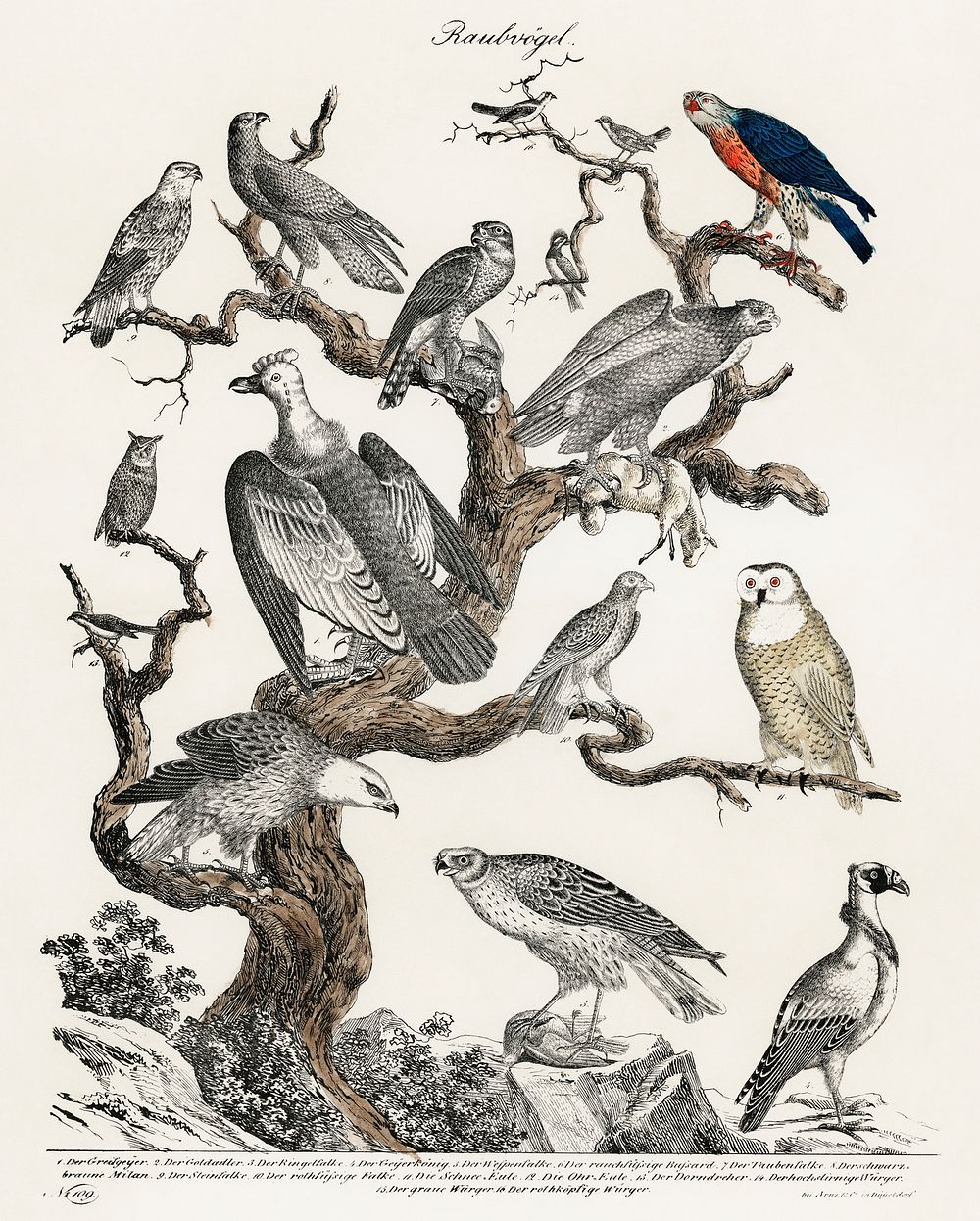 Raubvogel translated Birds of Prey (ca.1840), a lithograph of various birds of prey perched on a tree. Digitally enhanced…