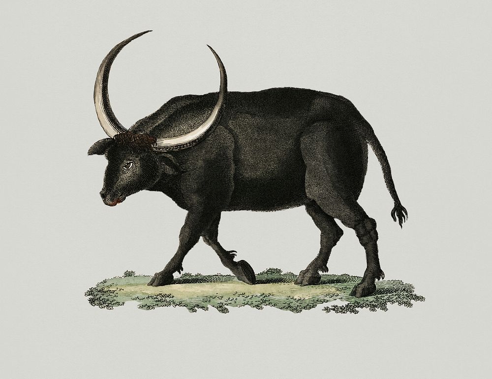 Vintage Illustration of long horned buffalo.