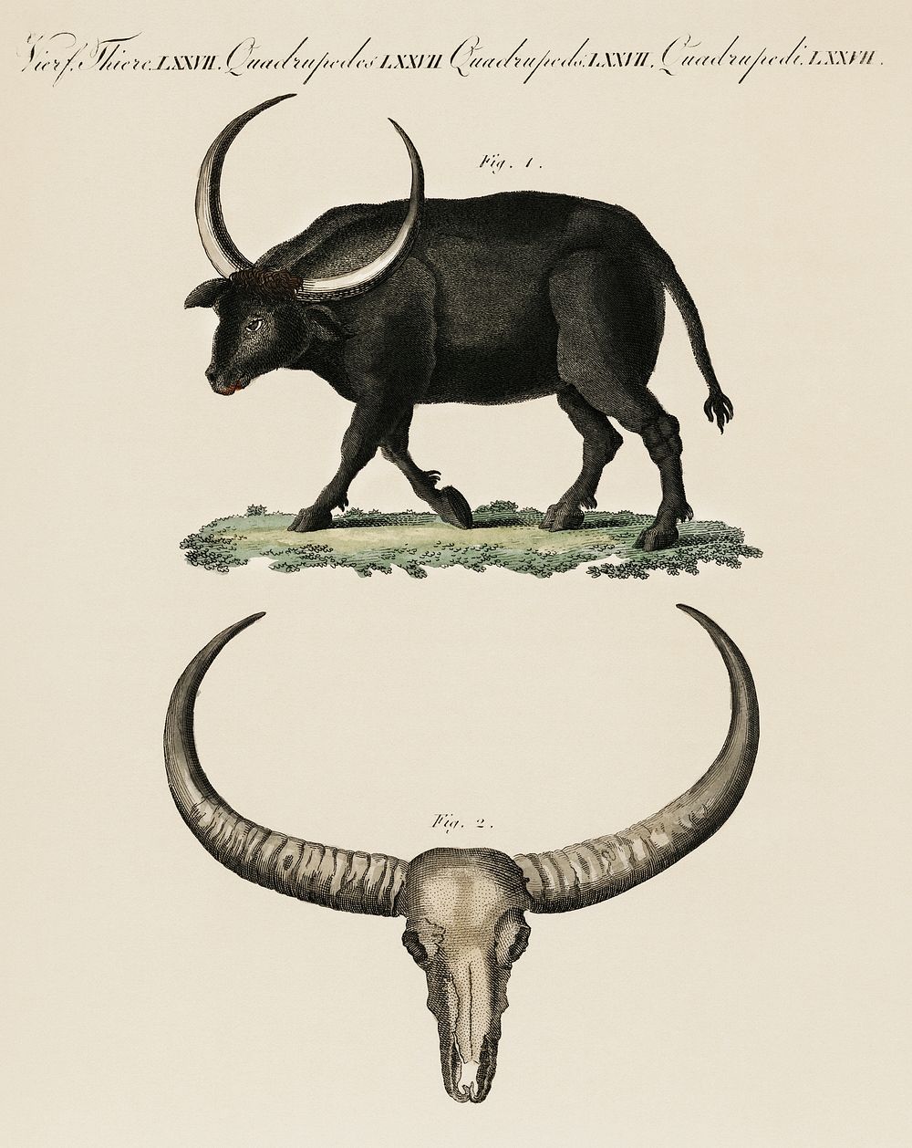 Bilderbuch fur Kinder by Georg Melchior Kraus, published in 1790-1830, an illustration of long horned buffalo and skull.…