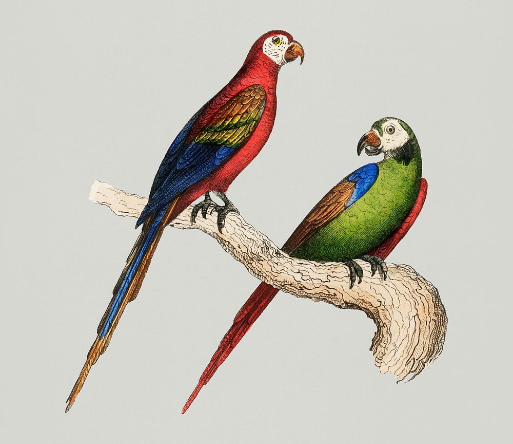 Vintage Illustration of Scarlet and Green Macaw.