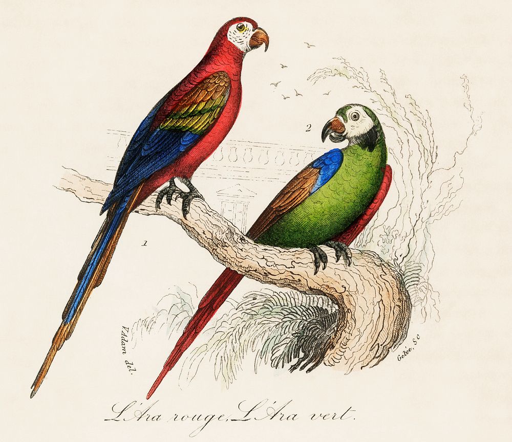 Scarlet and Green Macaw from Oeuvres compl&egrave;tes de Buffon (1860). Digitally enhanced from our own original plate. 