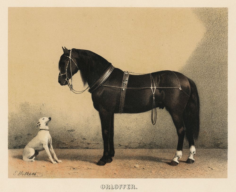 Orloffer (Orloff Horse) by Emil Volkers (1880), an illustration of a black horse and a white dog. Digitally enhanced from…