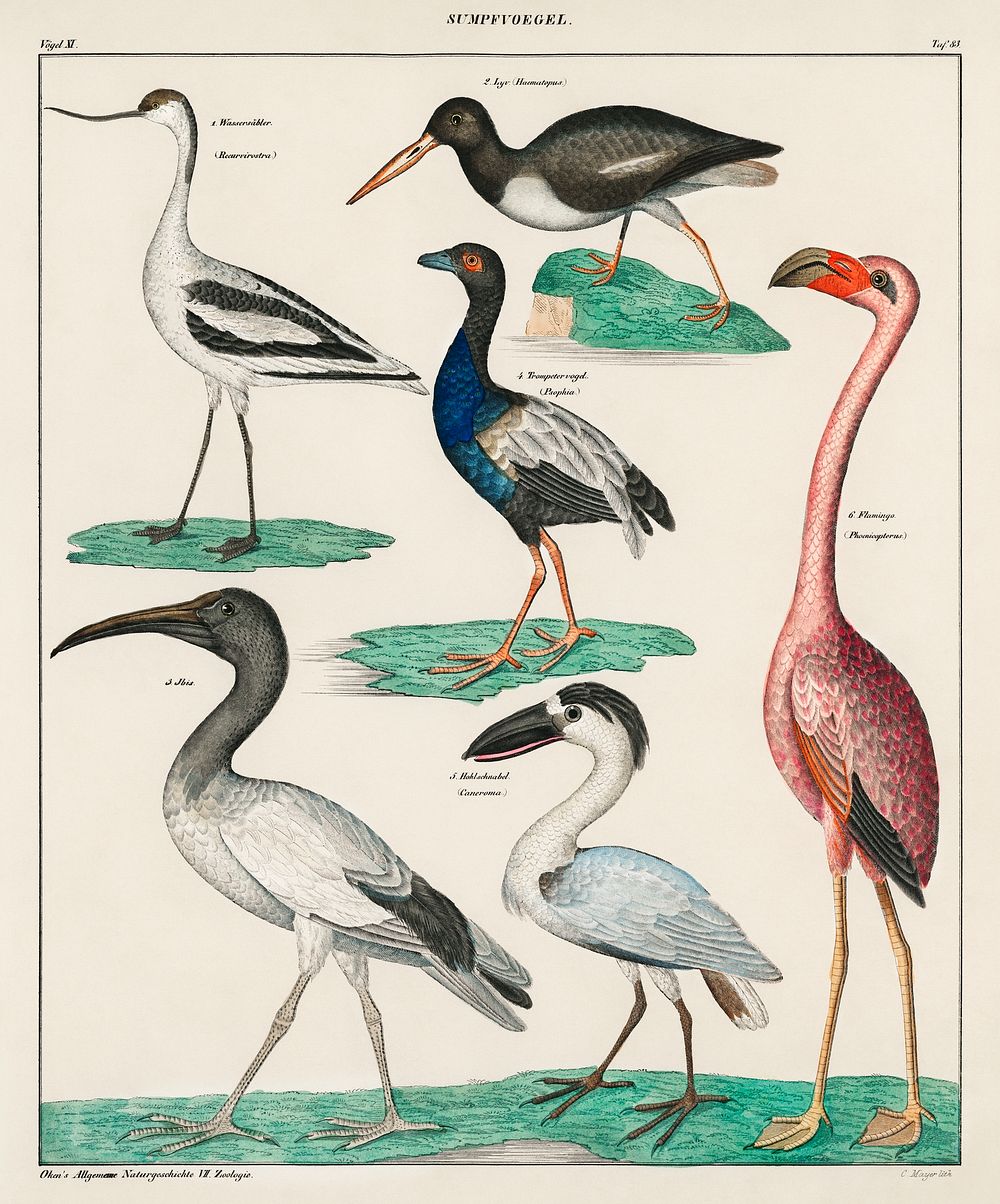 Oken&rsquo;s Allgemeine Naturgeschichte by Lorenz Oken, published in 1843, a lithograph of pied avocet and oystercatcher.…