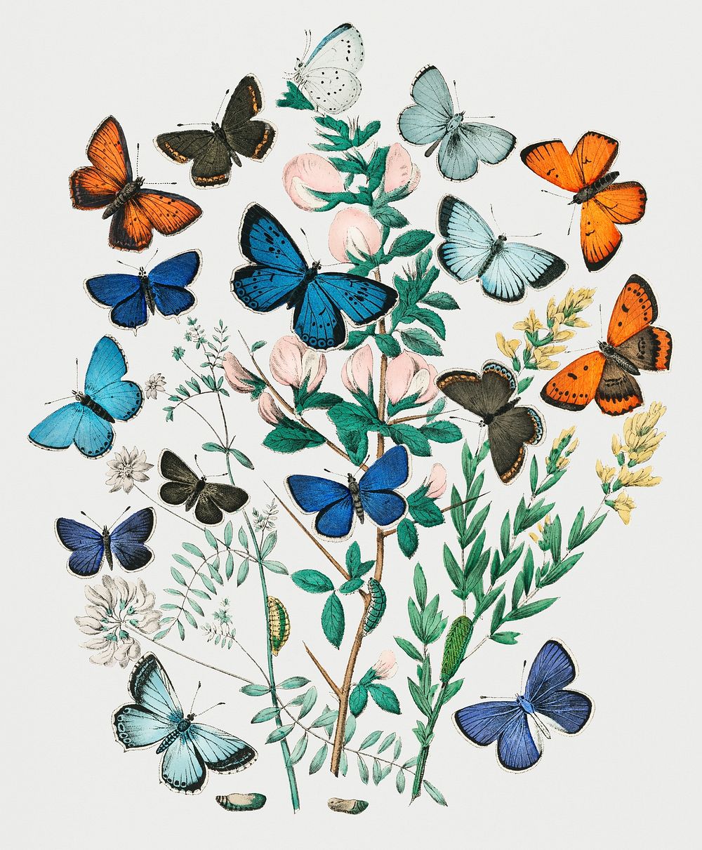 Vintage Illustration of the book European Butterflies and Moths.