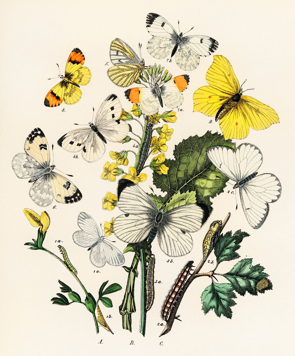 Illustrations from the book European Butterflies and Moths by William Forsell Kirby (1882), a kaleidoscope of fluttering…