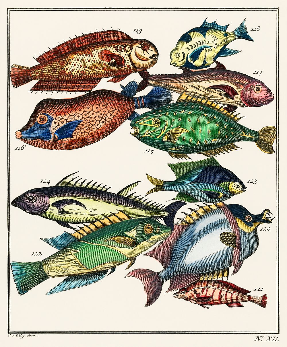 Histoire Generale des Voyages (1767) by J V Schley, a collage of colorful rare exotic fish. Digitally enhanced from our own…