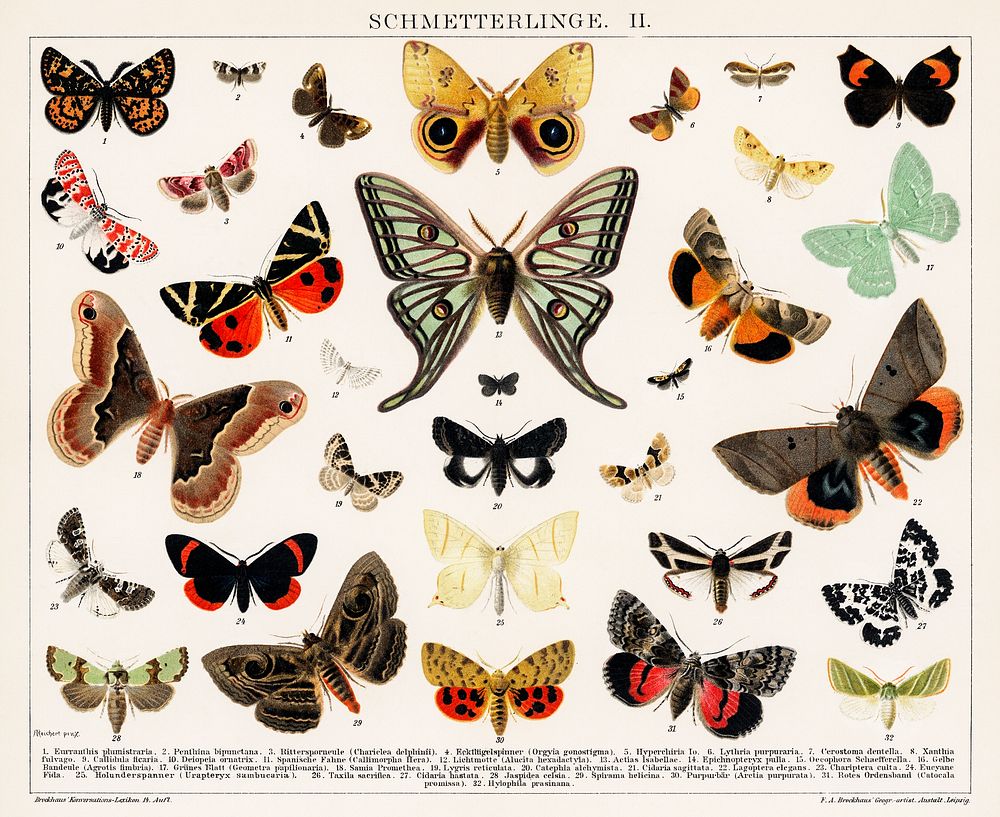 Antique Butterfly and Moth Lithograph Original Antique Insect Print by an unknown artist (1894), a collage of beautifully…
