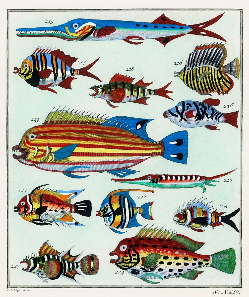 L&rsquo;Histoire G&eacute;n&eacute;rale des Voyages (1747-1780) by an unknown artist, a collage of colorful rare exotic fish.…