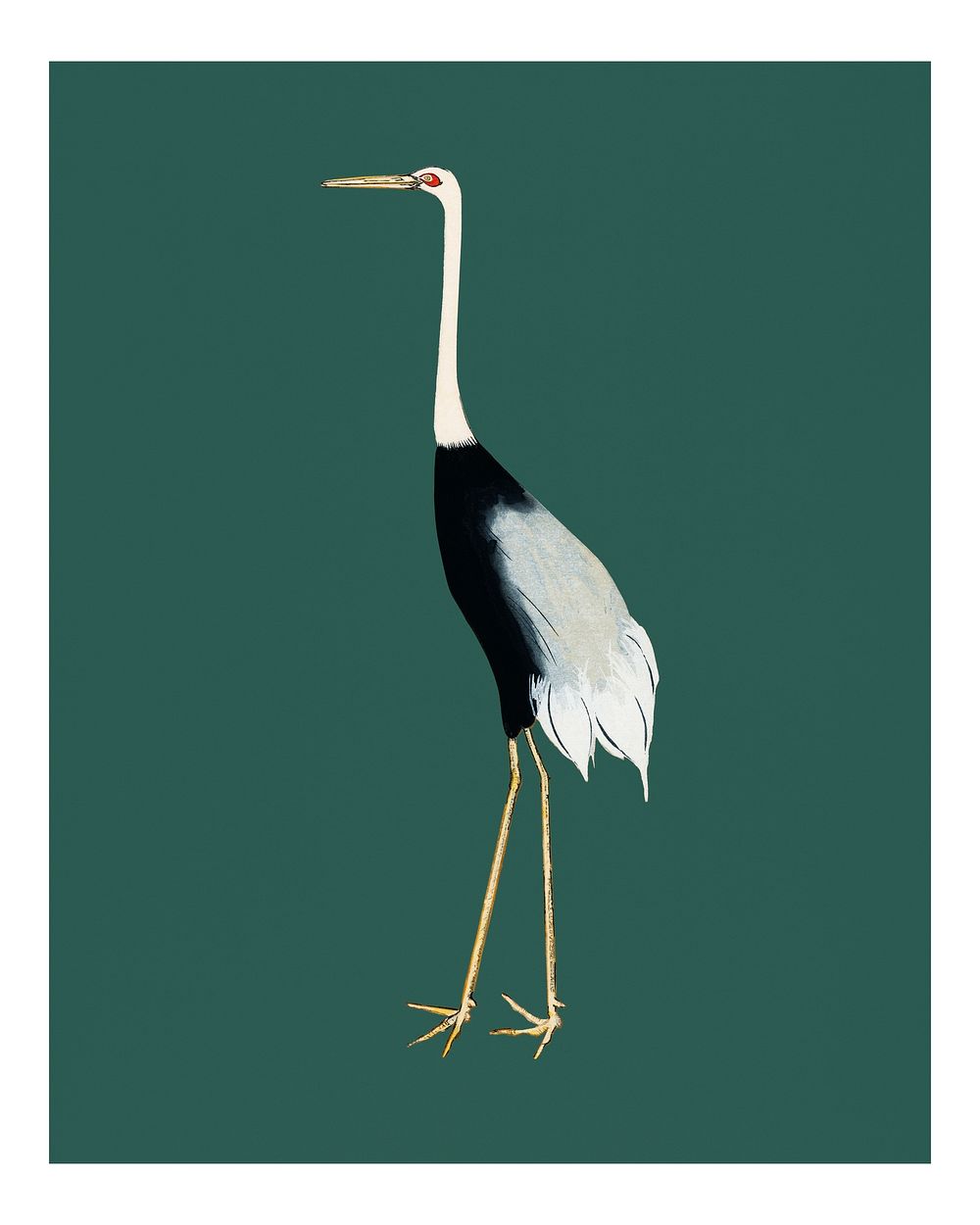 Vintage red crown crane illustration wall art print and poster.