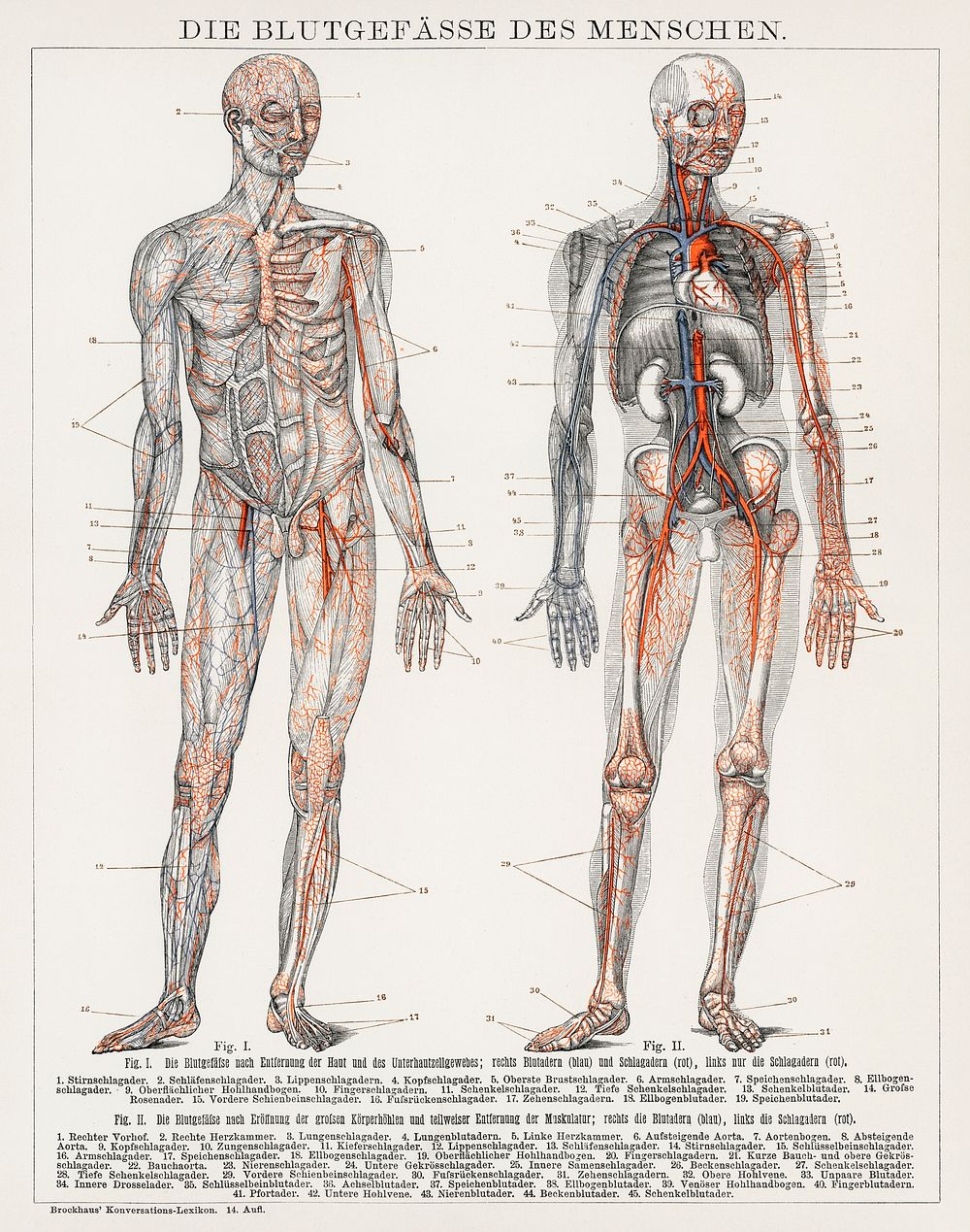 Die Blutgefasse Des Menschen (1898), an antique lithograph of the human blood vessels and cardiovascular system. Digitally…