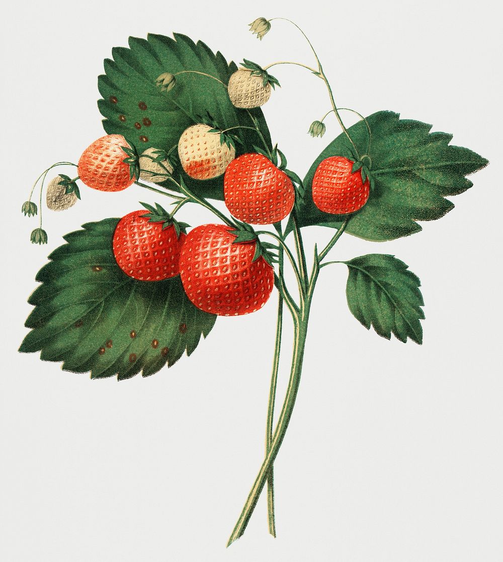 Vintage Illustration of The Boston Pine Strawberry.