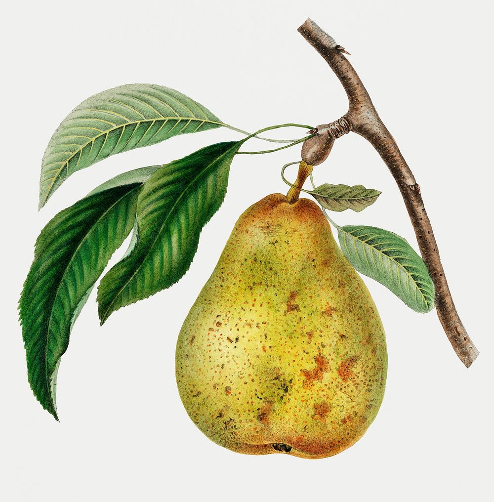 Vintage illustration of a pear.