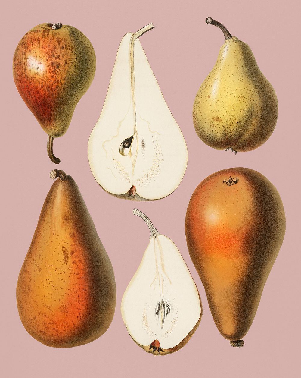 Vintage Illustration of A vintage chromolithograph of fresh pears.