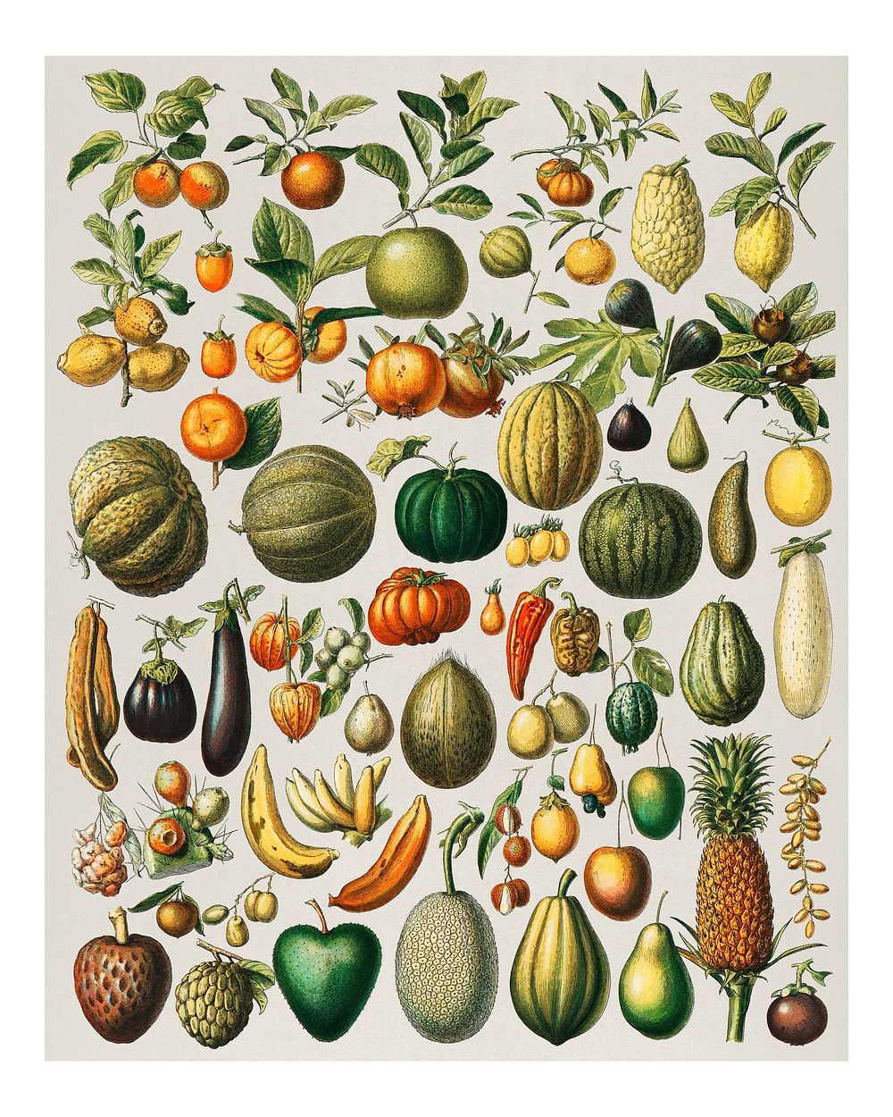 Vintage fruits and vegetables illustration wall art print and poster.