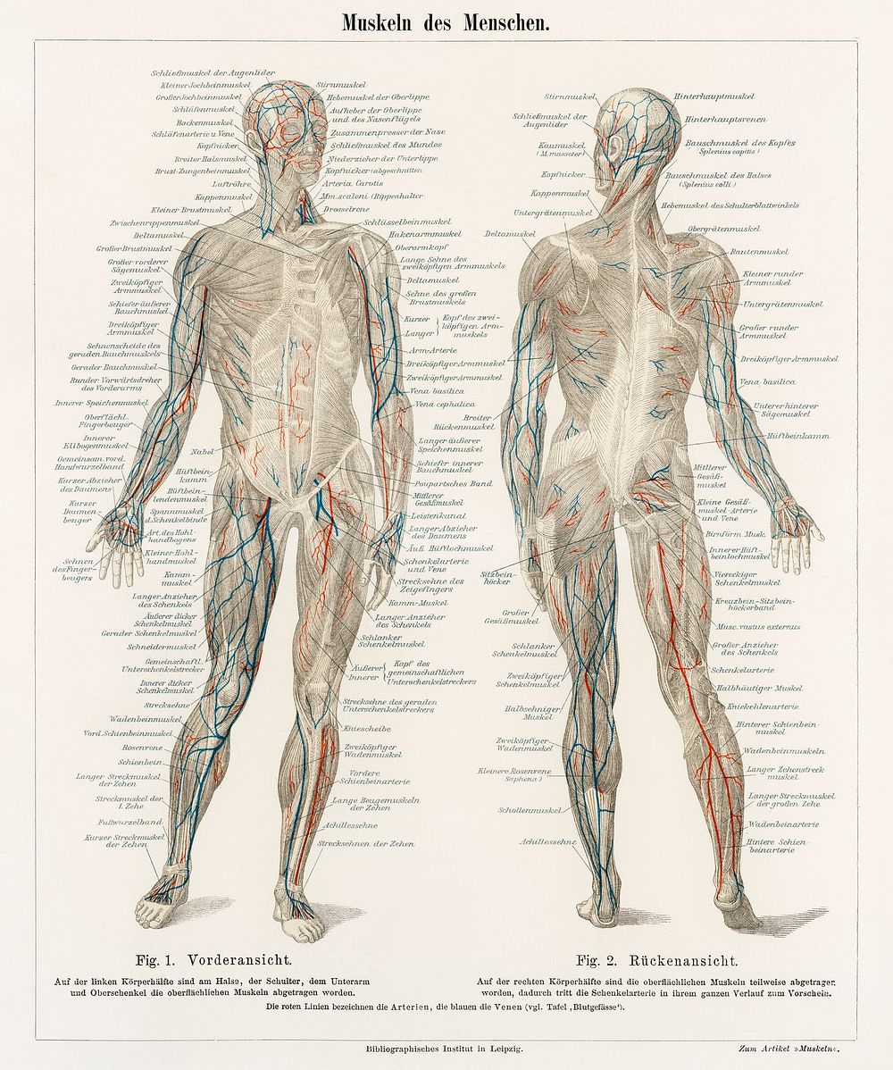 An antique lithograph of the human musculature system from the encyclopedia, Meyers Konversations Lexikon (1894). Digitally…
