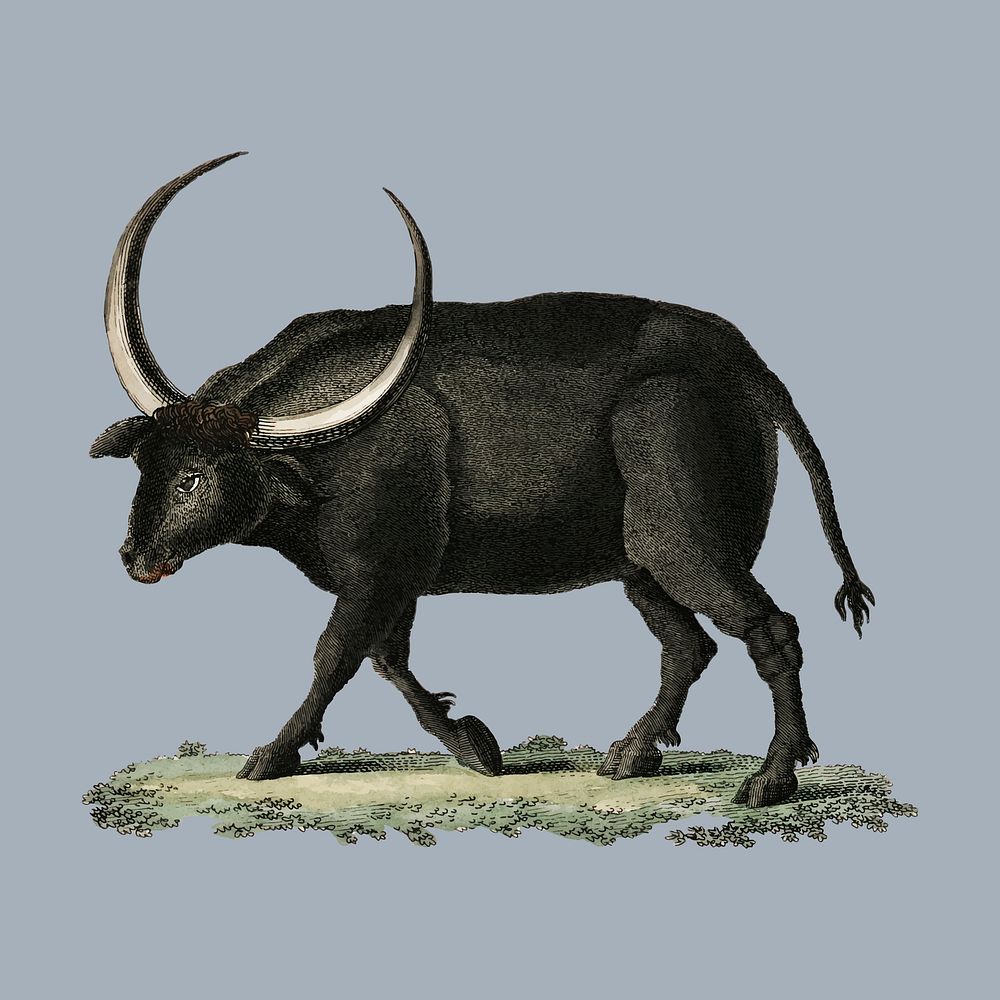 Bilderbuch fur Kinder by Georg Melchior Kraus, published in 1790-1830, an illustration of long horned buffalo. Digitally…
