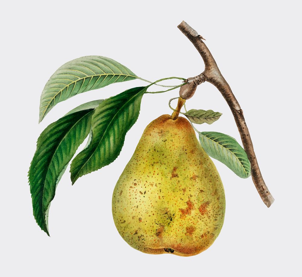 Pyrus communis, a vintage illustration of a pear. Digitally enhanced by rawpixel.
