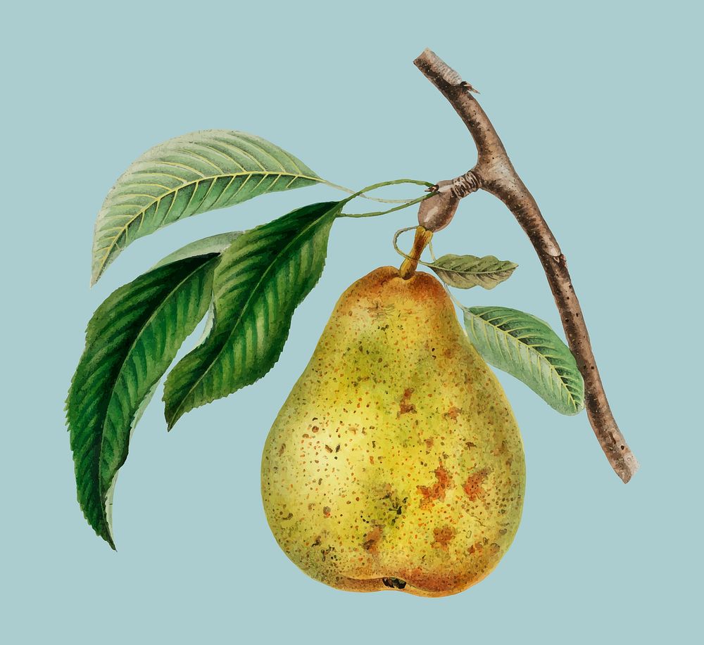 Pyrus communis, a vintage illustration of a pear. Digitally enhanced by rawpixel.