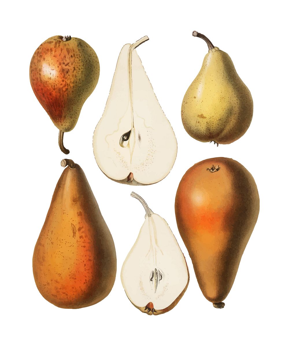 A vintage chromolithograph of fresh pears printed in 1887, by Samuel Berghuis. Digitally enhanced by rawpixel.