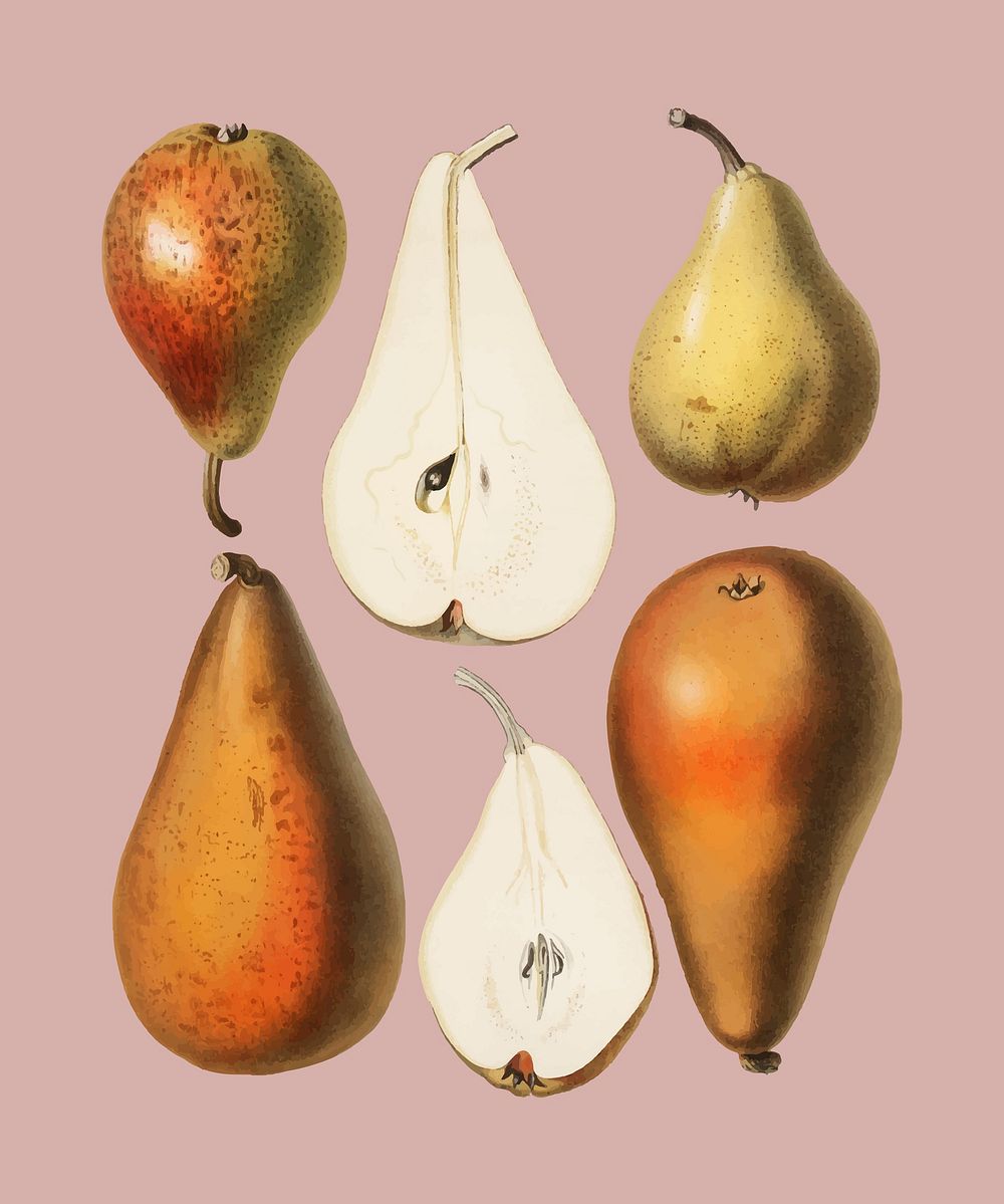 A vintage chromolithograph of fresh pears printed in 1887, by Samuel Berghuis. Digitally enhanced by rawpixel.