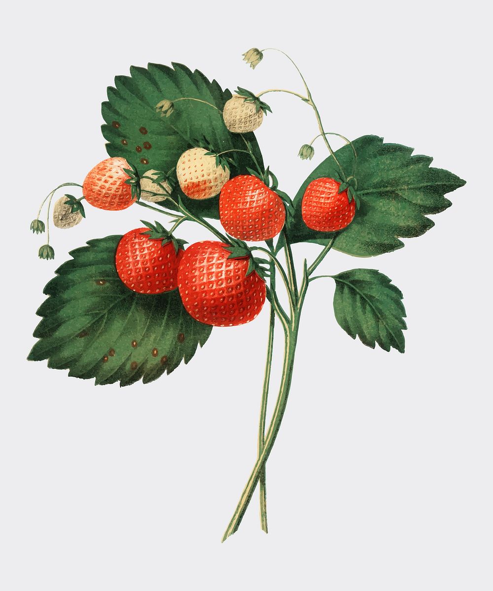 The Boston Pine Strawberry (1852) by Charles Hovey, a vintage illustration of fresh strawberries. Digitally enhancedby…