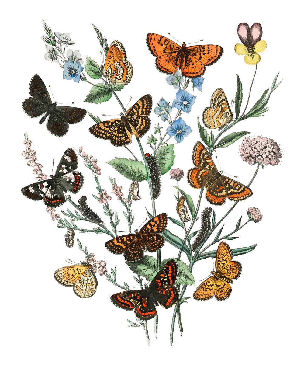Illustration of butterflies on flowers