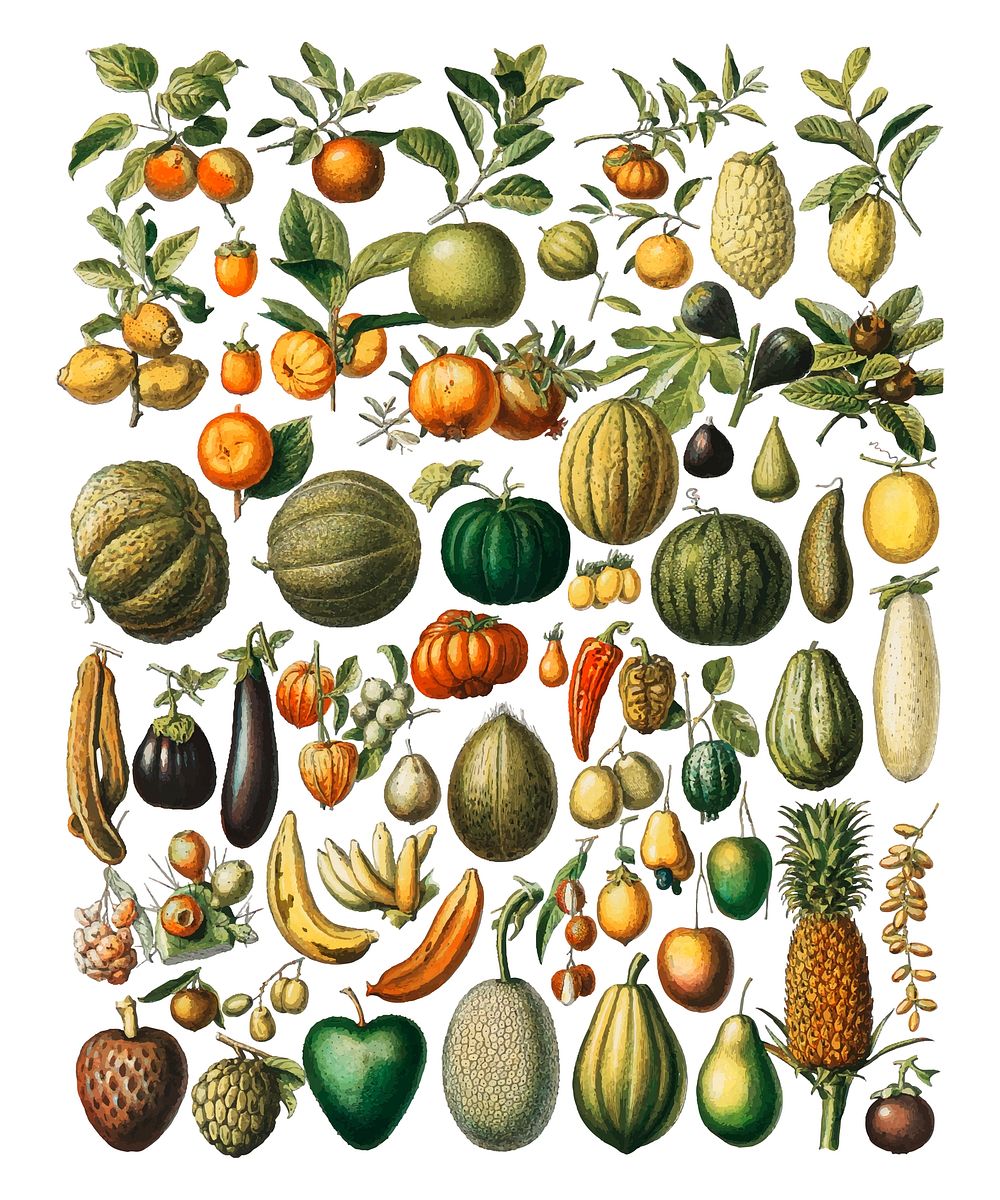 A vintage illustration of a wide variety of fruits and vegetables from the book, Nouveau Larousse Illustre (1898), by…